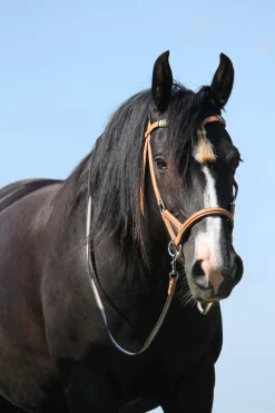 F.R.A. Freedom Riding Articles Shango sidepull (system 3) western-utseende, lær