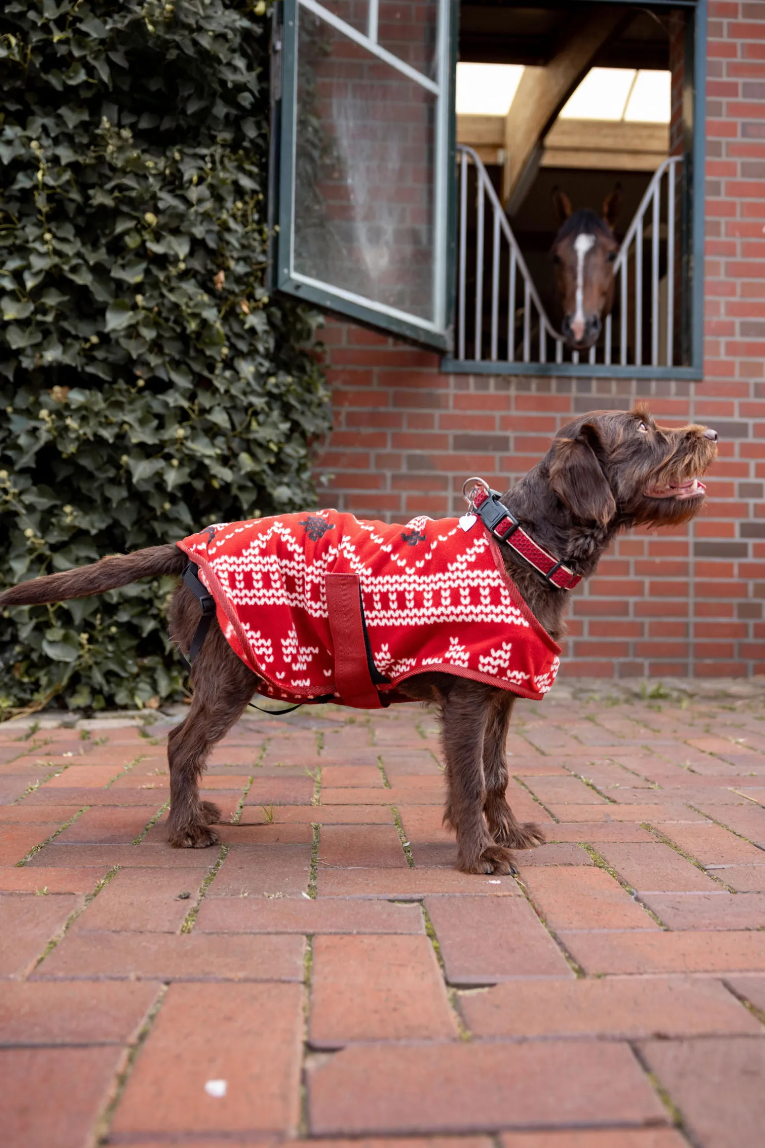 Horze julegenser til hund