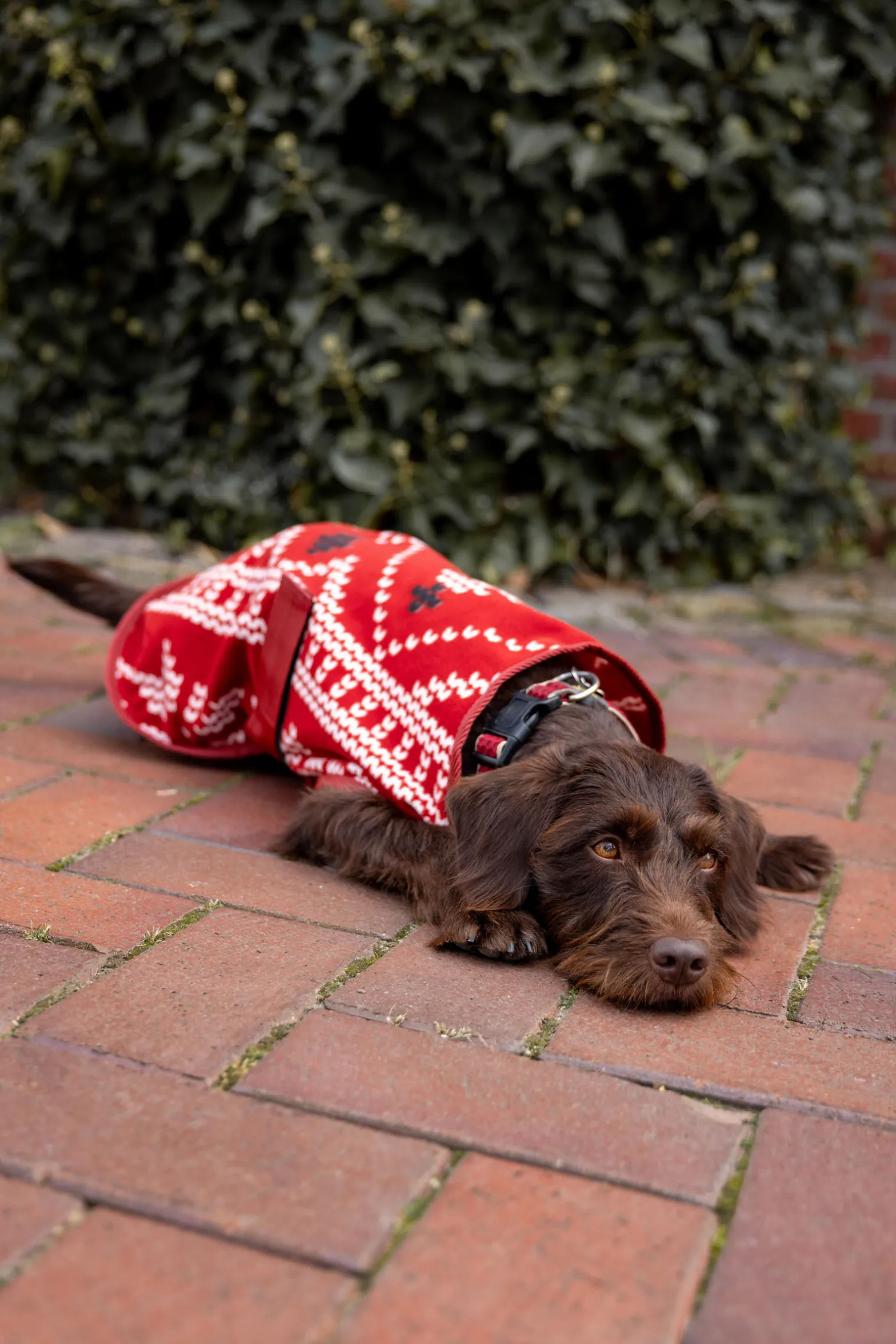 Horze julegenser til hund
