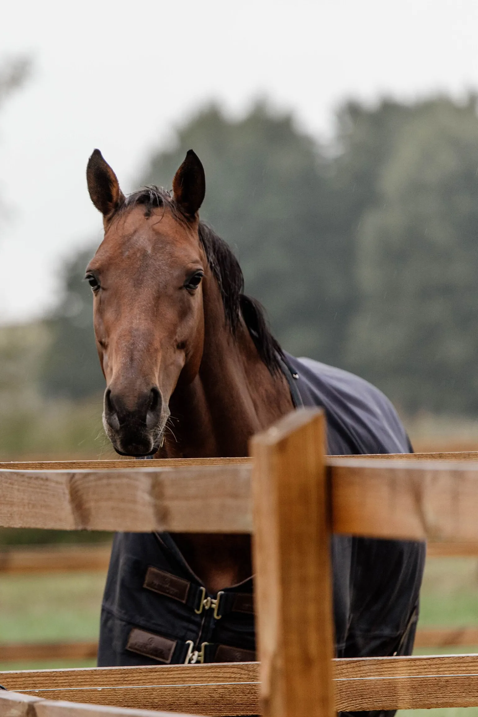 Kentucky Horsewear All Weather utedekken, 300 gram