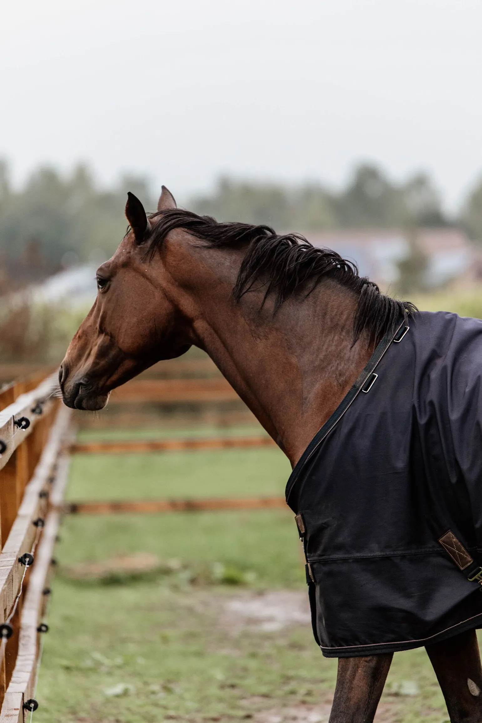 Kentucky Horsewear All Weather utedekken, 300 gram