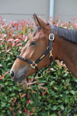 Kentucky Horsewear Control grime