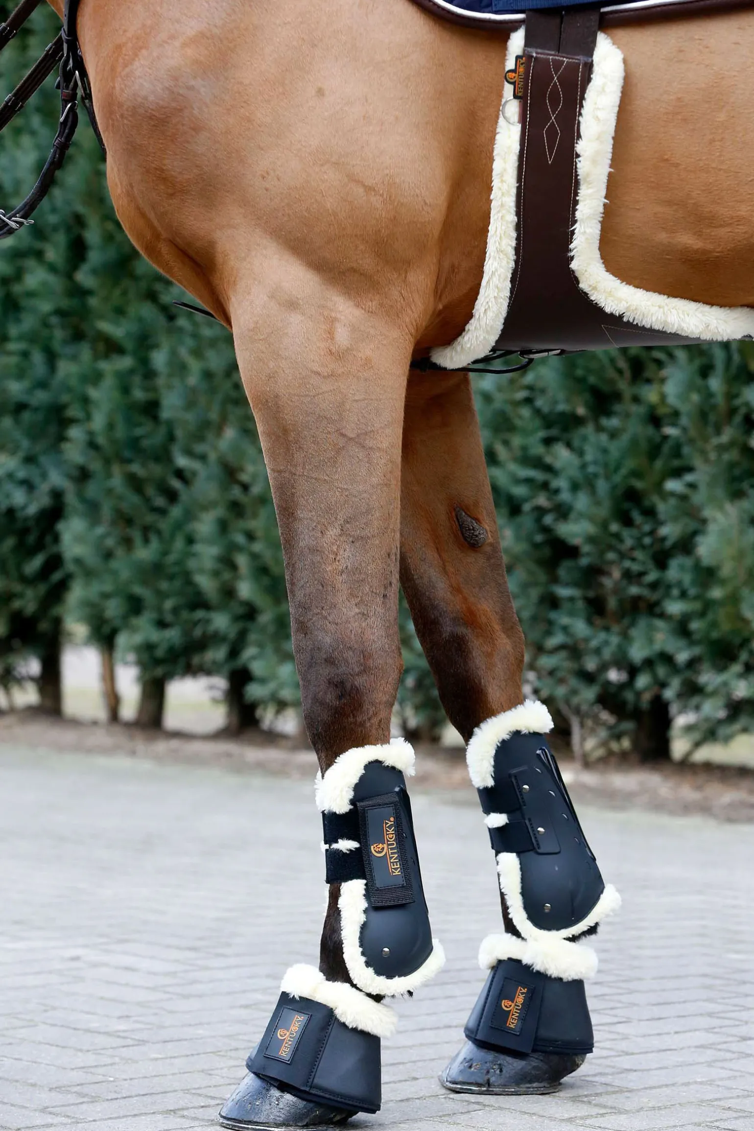 Kentucky Horsewear saueskinnsgjord med mageplate