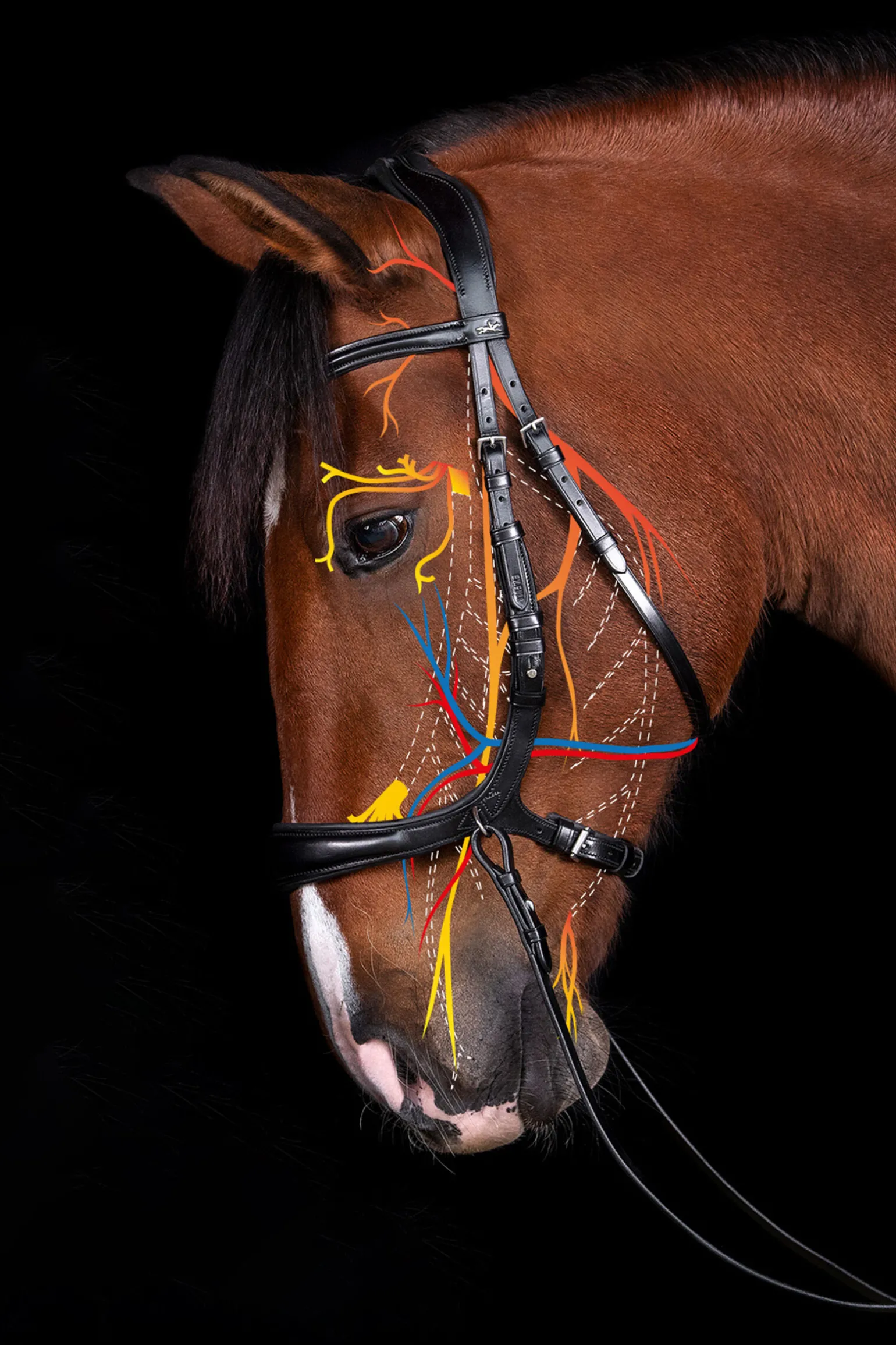 Schockemöhle Sports Equitus Theta 3-i-1 hodelag